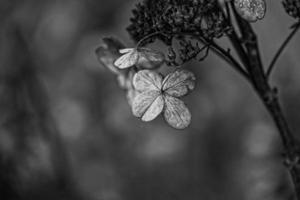 braun verwelkt Zier Blumen im das Garten auf ein cool Herbst Tag foto