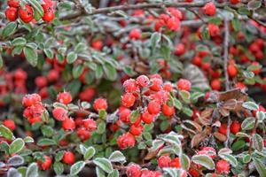 Strauch mit Grün Blätter und rot Früchte bedeckt mit Weiß Frost foto