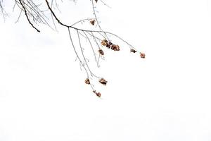 zart golden Herbst Blatt auf ein Licht Hintergrund im Minimalismus Nahansicht foto