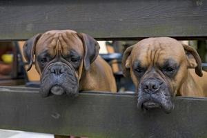 braun Kopf Hund Züchter Boxer suchen durch ein hölzern Zaun foto