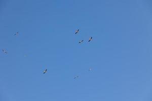 Blau Himmel Hintergrund mit fliegend schwarz und Weiß Storch Vogel foto