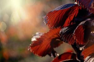 Original Busch mit lila Blätter im das warm Strahlen von das Sommer- Sonne foto