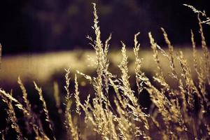 golden Sommer- wild Gras im das ewig warm sanft Sonne foto