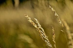 golden Sommer- wild Gras im das ewig warm sanft Sonne foto