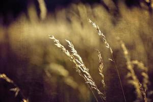 golden Sommer- wild Gras im das ewig warm sanft Sonne foto