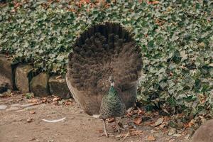 bunt Pfau Vogel im das Park auf ein kalt Tag draußen foto