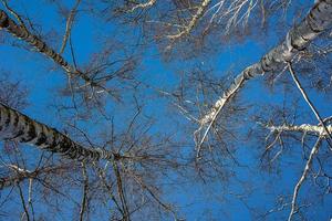 Weiß Birke Bäume ohne Blätter gegen das Hintergrund von ein glatt wolkenlos Winter Himmel foto