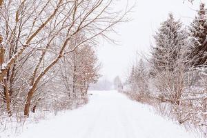 Winter natürlich Landschaft mit schneebedeckt Bäume im das Wald und ein eng Pfad foto