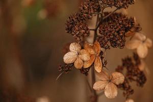 braun verwelkt Zier Blumen im das Garten auf ein cool Herbst Tag foto