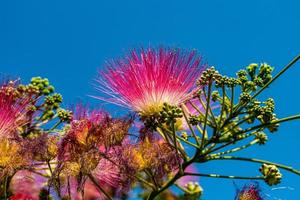 zart Albizia julibrisin Baum auf ein warm sonnig Sommer- Tag im Nahansicht foto