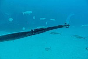 ruhig Ruhe unterseeisch Welt mit Fisch Leben im das atlantisch Ozean foto