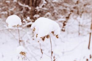 alt verwelkt Feld Blume im Winter schneebedeckt Tag im das Wiese im Nahansicht foto