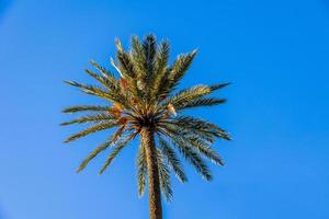 groß Grün Palme Baum gegen das Himmel foto