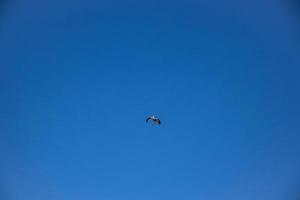 kostenlos wild schwarz und Weiß Storch im Flug gegen das Hintergrund von das Frühling wolkenlos Blau Himmel foto