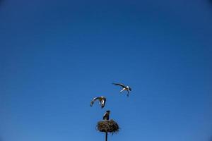 kostenlos Vögel Störche auf ein Hintergrund von das Blau Himmel im Flug Kampf zum Gniazo im das Frühling foto