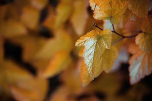 Strauch mit Gelb Blätter im Nahansicht auf ein warm Herbst Tag im das Garten foto