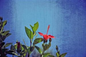 rot Hibiskus Blume auf das Busch unter Grün Blätter gegen das ursprünglich Himmel Hintergrund foto