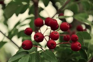 Herbst klein rot wild Zier Früchte auf Grün Bäume foto