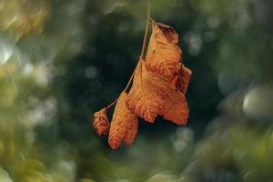 Herbst Gold braun Blätter auf ein Baum auf ein sonnig Tag mit Bokeh foto