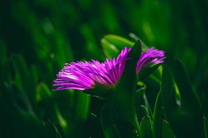 Frühling zart lila Blume Eis Pflanze unter Grün Blätter Nahansicht Bildung das Hintergrund foto