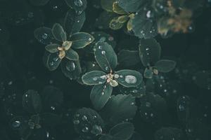 Regen Tropfen im Nahansicht auf das Blätter von das Pflanze foto