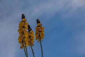 Gelb Blumen gegen das Blau Himmel im das Sommer- Garten foto