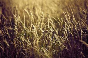 golden Sommer- wild Gras im das ewig warm sanft Sonne foto