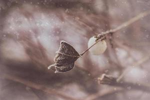 verwelkt zart Obst im das Garten auf ein kalt eisig Tag während fallen Weiß Schnee foto