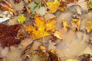 gefallen golden und Orange Flugzeug Blätter im ein Pfütze Herbst Hintergrund foto