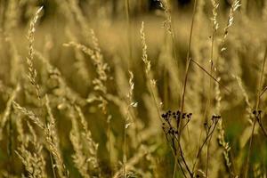 golden Sommer- wild Gras im das ewig warm sanft Sonne foto