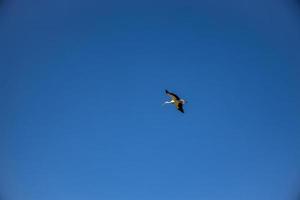 kostenlos wild schwarz und Weiß Storch im Flug gegen das Hintergrund von das Frühling wolkenlos Blau Himmel foto