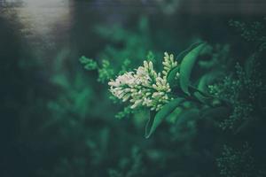 l Weiß Blume von ein Busch Nahansicht gegen ein Hintergrund von Grün Blätter im Sonnenschein Frühling Tag im das Park foto