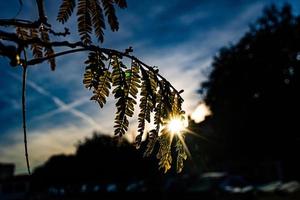 warm Strahlen von das Rahmen Sonne leuchtenden durch das Zweig mit Grün Blätter foto