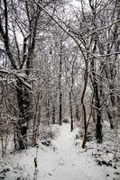 Winter natürlich Landschaft mit schneebedeckt Bäume im das Wald und ein eng Pfad foto