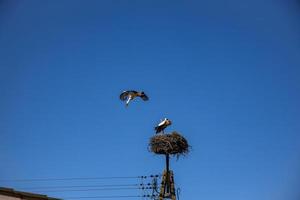 kostenlos Vögel Störche auf ein Hintergrund von das Blau Himmel im Flug Kampf zum Gniazo im das Frühling foto