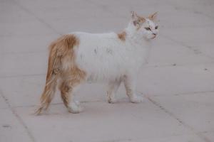 rot und Weiß obdachlos Katze auf ein Beige Hintergrund foto