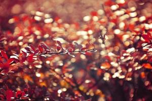 Herbst rot Busch Berberitze im das Strahlen von das Morgen Sonne, foto