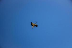 kostenlos wild schwarz und Weiß Storch im Flug gegen das Hintergrund von das Frühling wolkenlos Blau Himmel foto