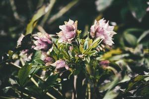 Frühling blass Rosa Nieswurz gegen das Hintergrund von dunkel Grün Blätter im das Park foto