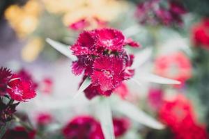 rot Nelke Blume im das Garten auf ein Licht Hintergrund foto