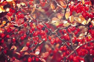 Herbst rot Busch Berberitze im das Strahlen von das Morgen Sonne, foto