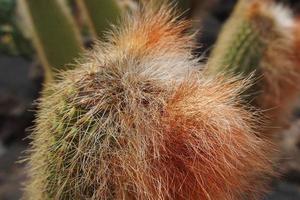 neugierig groß Grün Original Kaktus wachsend im das Garten schließen oben foto