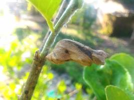 das Kokon wird ein Schmetterling foto