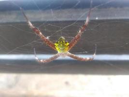 Spinne wartet auf Beute foto