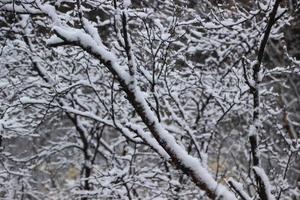 Gruppe von schneebedeckt Geäst foto