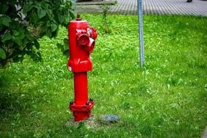 Single rot Feuer Hydrant auf Grün Rasen ner Straße und Grün Hecke im Sommer- Sonne foto