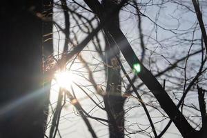 Sonne mit lange Strahlen zwischen dunkel Bäume blattlos Frühling Geäst auf Abend Himmel foto