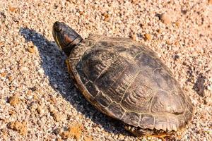 Schildkröte hautnah foto