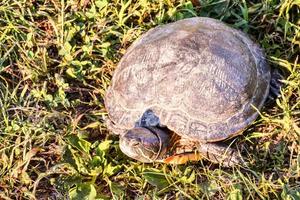 Schildkröte hautnah foto