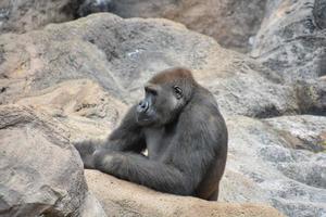 Gorilla im Zoo foto